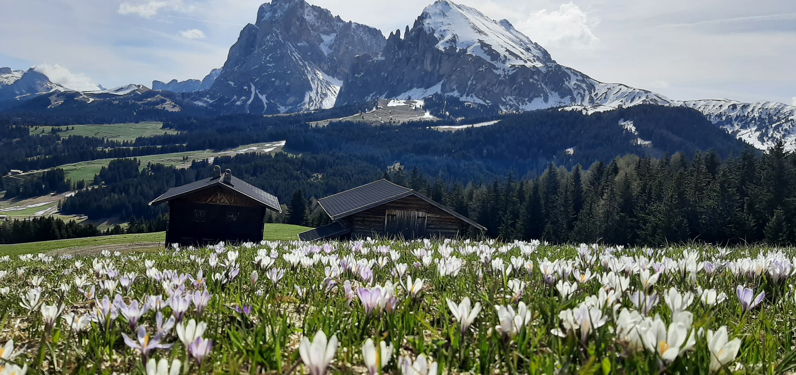 formsun hof kastelruth bauernhofurlaub suedtirol alm seiser alm 21