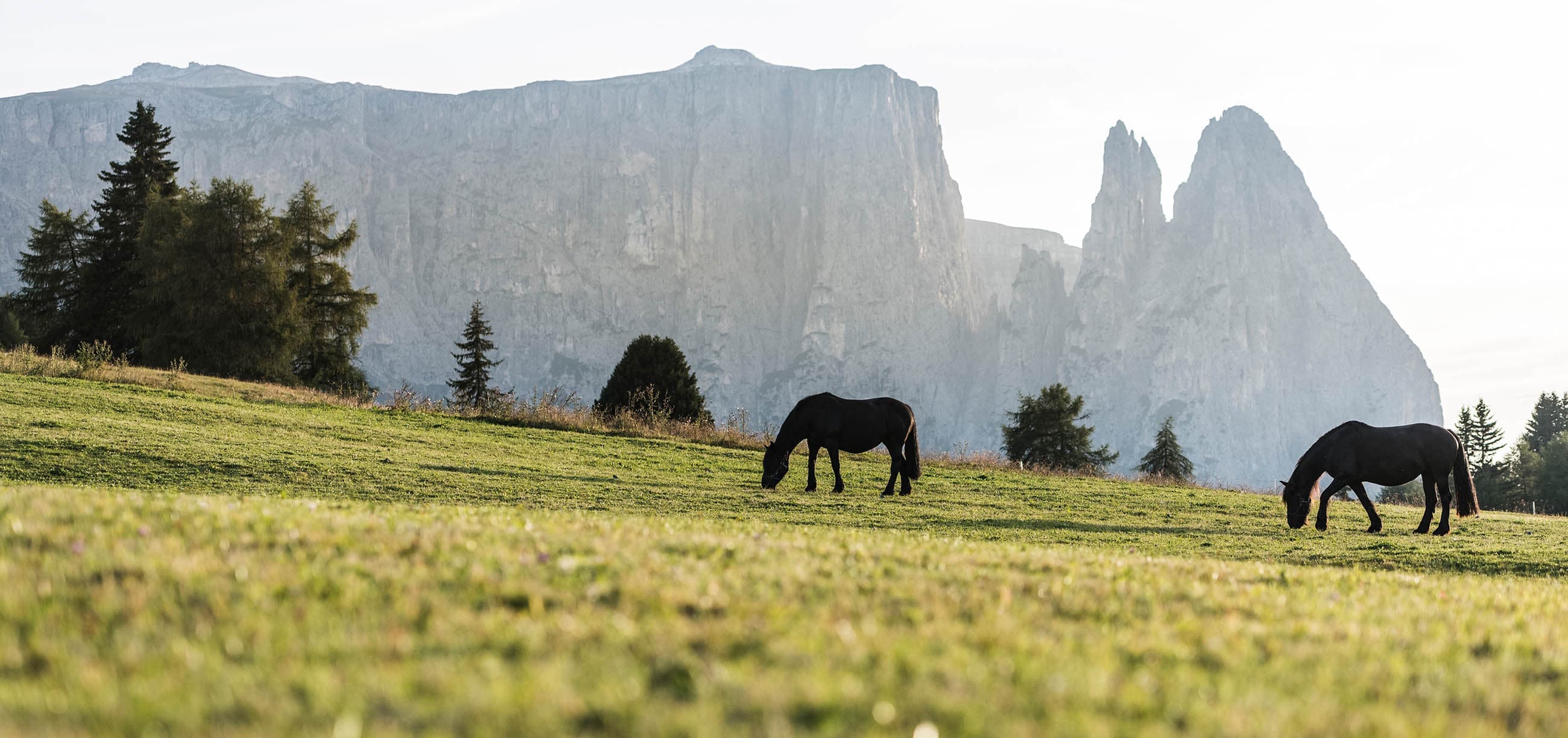 formsun hof kastelruth bauernhofurlaub suedtirol alm seiser alm (4)