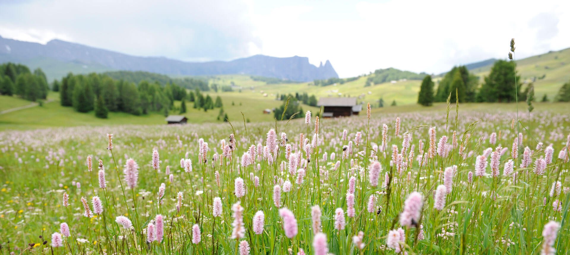 formsunhof-unsere-alm-2