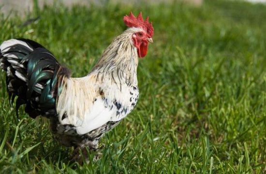 Urlaub am Bauernhof Frühstück hofeigene Produkte Südtirol (4)